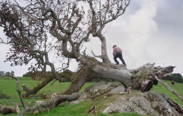 Storm damaged tree